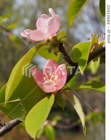 カリンの桃色の花 学名: Pseudocydonia sinensis カリンの桃色の花 学名: Pseudocydonia sinensis 98903602