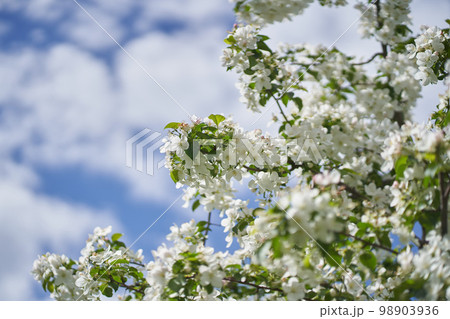 Branches of a blooming apple tree against a background of white clouds. White flowers on a tree. Petals, pistils, stamens, buds and leaves. With a space to copy. High quality photo Branches of a blooming apple tree against a background of white clouds. White flowers on a tree. Petals, pistils, stamens, buds and leaves. With a space to copy. High quality photo 98903936