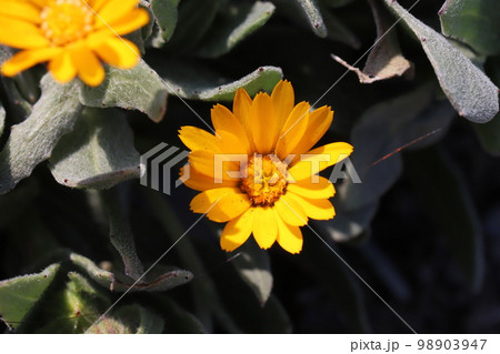 日本の冬の庭に咲くオレンジ色のカレンデュラ(ホンキンセンカ)の花 日本の冬の庭に咲くオレンジ色のカレンデュラ(ホンキンセンカ)の花 98903947