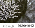 桜 98904042