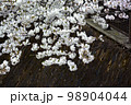 桜 98904044