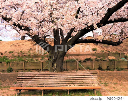 西宮桜の名所 西宮桜の名所 98904264