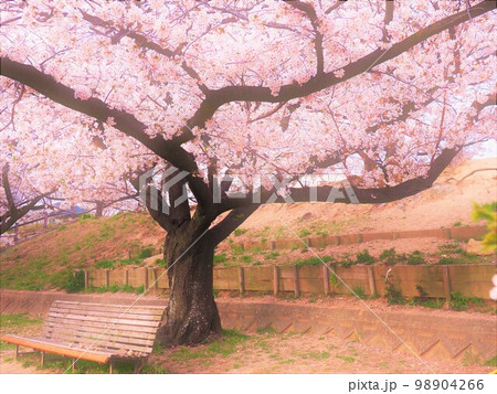 西宮桜の名所 98904266