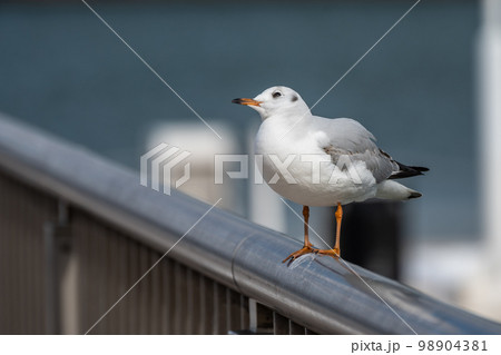 ユリカモメ 98904381