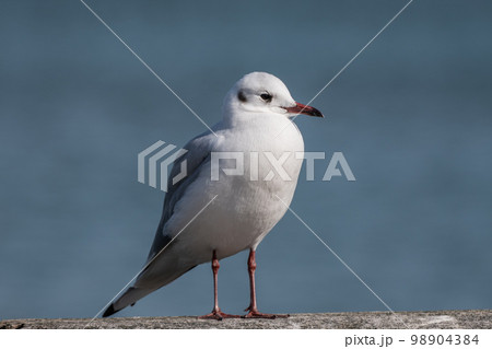ユリカモメ ユリカモメ 98904384