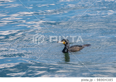 琵琶湖を泳ぐカワウ 琵琶湖を泳ぐカワウ 98904385