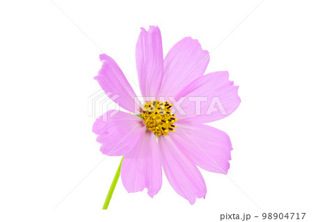 【コスモス】 (深度合成) 【コスモス】 (深度合成) 98904717