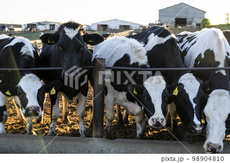 Milk cows on a outdoor farm eating a fresh hay. Modern farm cowshed with milking cows. Dairy cows. Livestock concept. 98904810