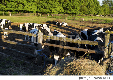 Milk cows in a pen on a farm. Livestock concept. Dairy farm, cattle, feeding cows on farm. 98904813