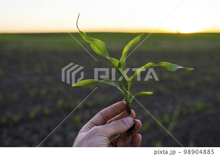Young maize sprout in a hand of a farmer checking the quality and growth of the plant with a sunset sky. Agricultural process. Young maize sprout in a hand of a farmer checking the quality and growth of the plant with a sunset sky. Agricultural process. 98904885