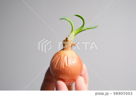 芽生える!ペコロス 芽生える!ペコロス 98905003