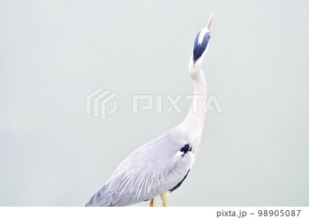 アオサギとの出会い オールドレンズ アオサギとの出会い オールドレンズ 98905087