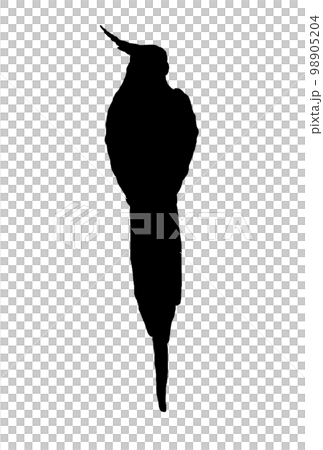 玄鳳鸚鵡後視圖 玄鳳鸚鵡後視圖 98905204