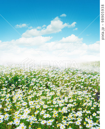Daisy field 98905938
