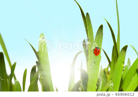 Green grass and ladybug Green grass and ladybug 98906012