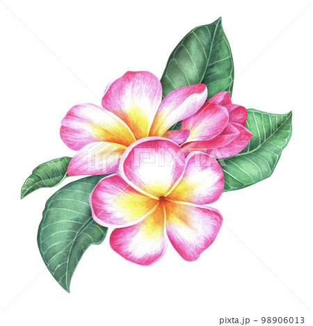 Composition of plumeria flowers and leaves. Frangipani.Watercolor botanical illustration.Isolated on a white background.For the design of stickers, travel brochures, packaging for cosmetics, perfumes 98906013