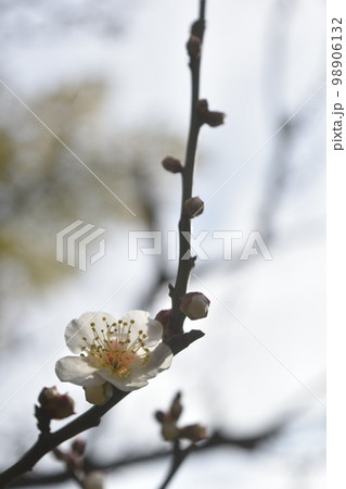 東京都港区芝公園の銀世界の梅 東京都港区芝公園の銀世界の梅 98906132