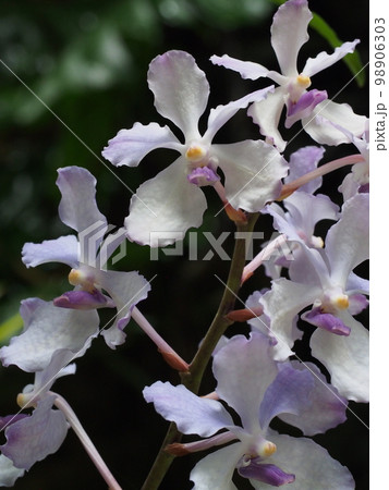 バンダ・コエルレア（セルレア）　Vanda coerulea　ヒスイランです 98906303