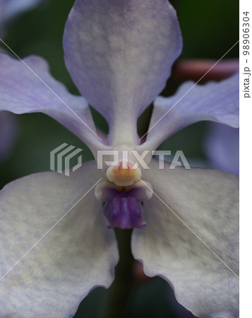 バンダ・コエルレア(セルレア) Vanda coerulea ヒスイランです バンダ・コエルレア(セルレア) Vanda coerulea ヒスイランです 98906304