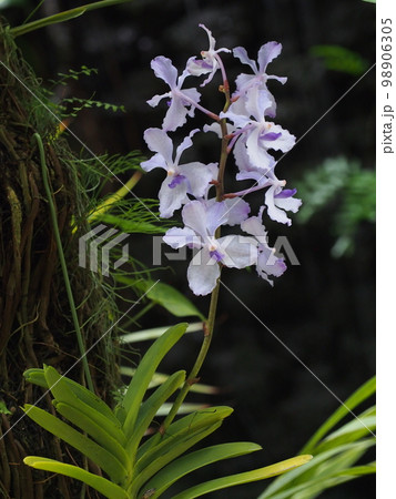 バンダ・コエルレア（セルレア）　Vanda coerulea　ヒスイランです 98906305