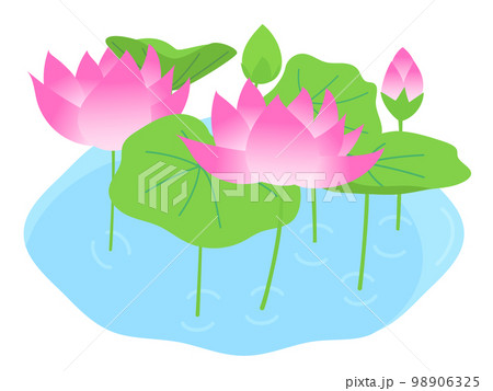 蓮の花が池で咲いている 98906325