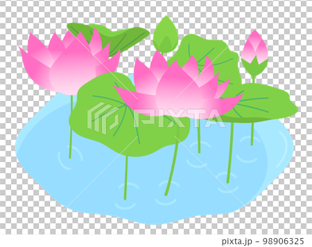 蓮の花が池で咲いている 98906325