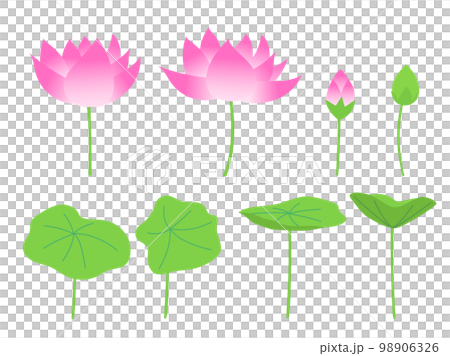 套蓮花、芽和葉子 98906326