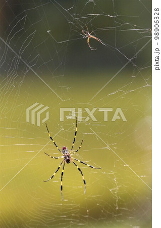 ゆずの里毛呂山町の里山に多く生息するナガコガネグモとクモの巣の光景 98906328
