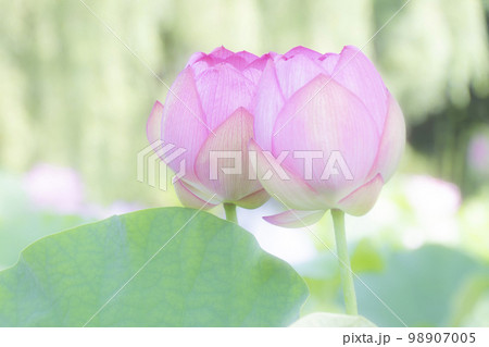 優雅に咲く蓮の花 優雅に咲く蓮の花 98907005