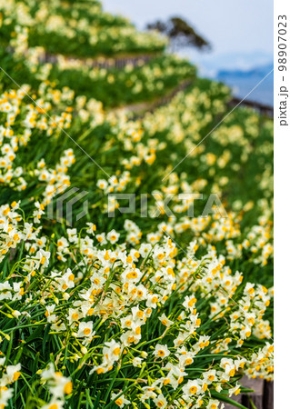 のもざき水仙まつり 【長崎県長崎市野母崎町】 のもざき水仙まつり 【長崎県長崎市野母崎町】 98907023