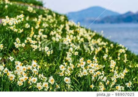 のもざき水仙まつり 【長崎県長崎市野母崎町】 のもざき水仙まつり 【長崎県長崎市野母崎町】 98907025