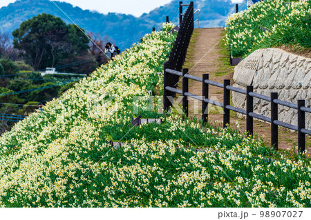 のもざき水仙まつり　【長崎県長崎市野母崎町】 98907027