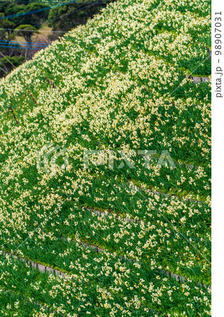 のもざき水仙まつり　【長崎県長崎市野母崎町】 98907031