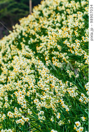 のもざき水仙まつり 【長崎県長崎市野母崎町】 のもざき水仙まつり 【長崎県長崎市野母崎町】 98907034