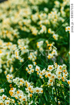 のもざき水仙まつり　【長崎県長崎市野母崎町】 98907038