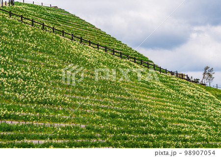 のもざき水仙まつり　【長崎県長崎市野母崎町】 98907054