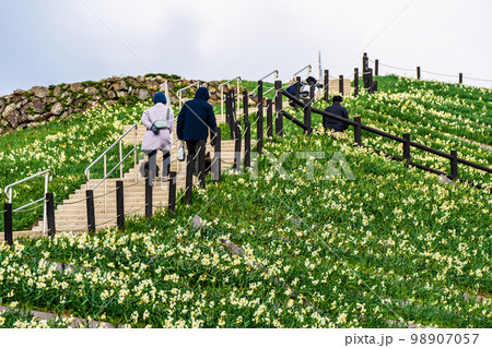 のもざき水仙まつり 【長崎県長崎市野母崎町】 のもざき水仙まつり 【長崎県長崎市野母崎町】 98907057