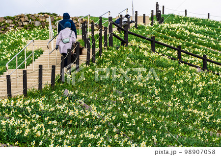 のもざき水仙まつり　【長崎県長崎市野母崎町】 98907058