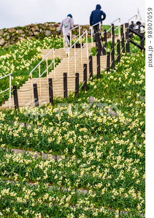 のもざき水仙まつり 【長崎県長崎市野母崎町】 のもざき水仙まつり 【長崎県長崎市野母崎町】 98907059