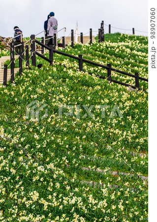 のもざき水仙まつり 【長崎県長崎市野母崎町】 のもざき水仙まつり 【長崎県長崎市野母崎町】 98907060
