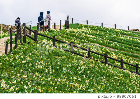 のもざき水仙まつり 【長崎県長崎市野母崎町】 のもざき水仙まつり 【長崎県長崎市野母崎町】 98907061