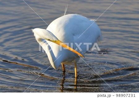 魚を捕まえたシラサギ 魚を捕まえたシラサギ 98907231