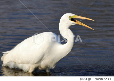 魚を捕まえたシラサギ 魚を捕まえたシラサギ 98907234
