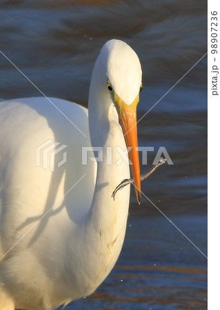 魚を捕まえたシラサギ 98907236