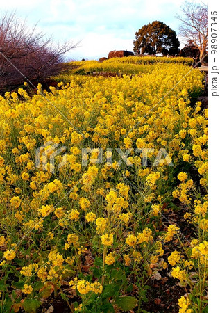 神奈川県二宮町吾妻山山頂に咲く早咲の菜の花【1月】 98907346