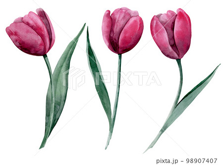 Watercolor set with Tulip Flowers. Hand drawn floral illustration on isolated background with blooming plants for greeting cards or invitations. Drawing in Trendy viva magenta, pink and red colors. Watercolor set with Tulip Flowers. Hand drawn floral illustration on isolated background with blooming plants for greeting cards or invitations. Drawing in Trendy viva magenta, pink and red colors. 98907407