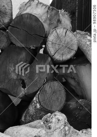 木材の断面　白黒 98907506