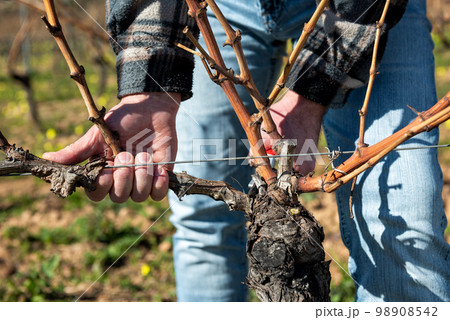 Farmer pruning the vine in winter. Agriculture. Farmer pruning the vine in winter. Agriculture. 98908542