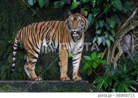 Close up Indochinese tiger is beautiful animal and dangerous in forest 98908715