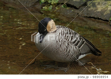 A closeup shot of the endangered Hawaiian goose, Branta sandvicensis, in Parc Paradisio, Belgium 98908954